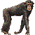 チンパンジー／アイコン