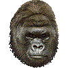 ゴリラ・あいこん