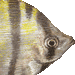 えんじぇるふぃっしゅ・アイコン