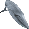 しろながすくじらのあいこん
