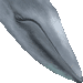 シロナガスクジラ・アイコン