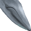 シロナガスクジラ・あいこん