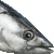 Bonito, Skipjack Tuna thumbnail