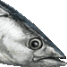 カツオ・アイコン