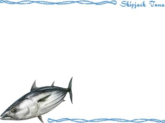 （鰹）カツオの年賀状／非商用無料イラスト