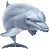 はんどういるかのあいこん