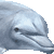 Bottlenose Dolphin thumbnail