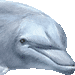 バンドウイルカ・アイコン