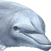 ハンドウイルカ・あいこん