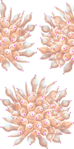 サンゴイソギンチャクの壁紙／非営利無料イラスト
