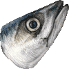 マサバ・あいこん