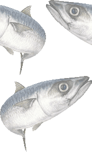 マサバの壁紙／非営利無料イラスト