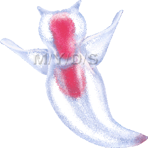 ハダカカメガイのイラスト／無料素材集（条件付）