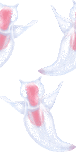 クリオネの壁紙／非営利無料イラスト