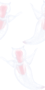 ハダカカメガイの壁紙／条件付きフリー画像