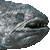 Coelacanth thumbnail