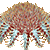 Crown-of-Thorns Starfish thumbnail