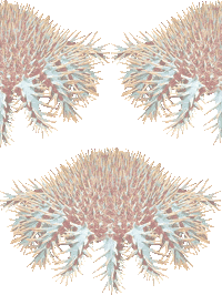 オニヒトデの壁紙／非営利無料イラスト