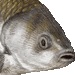 へらぶな・アイコン