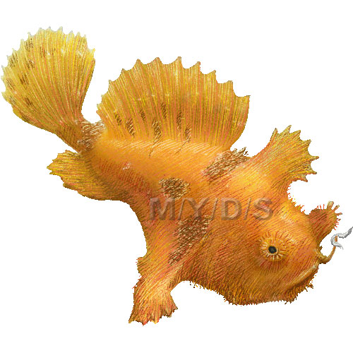 カエルアンコウ、イザリウオのイラスト／条件付フリー素材集