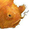カエルアンコウ・あいこん