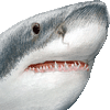 ホオジロザメ・あいこん
