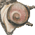 Horned Turban Shell thumbnail