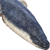 ウナギ・あいこん