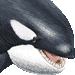 シャチ・アイコン