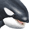 シャチ・あいこん