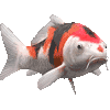 にしきごいのあいこん