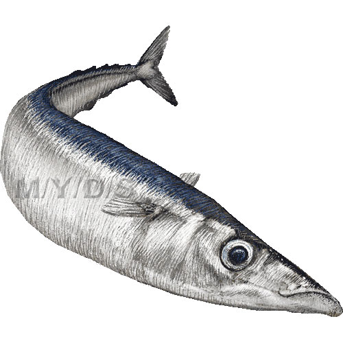秋刀魚のイラスト／条件付フリー素材集
