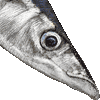 サンマ・あいこん
