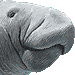 マナティーのアイコン