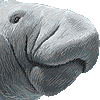 まなてぃーのあいこん