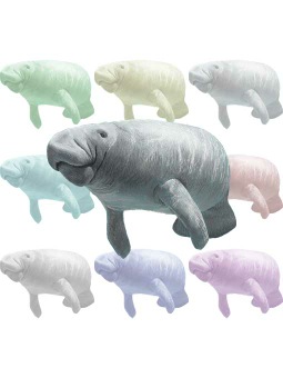 マナティー、（海牛）カイギュウのポストカード／無料イラスト