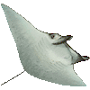 おにいとまきえいのあいこん