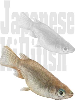 にほんめだかのポストカード／条件付無料素材