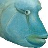 メガネモチノウオ・あいこん