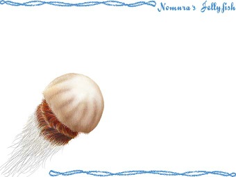 （越前水母・越前海月）エチゼン クラゲの年賀状／非商用無料イラスト