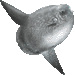 マンボウ・アイコン