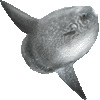 マンボウ・あいこん