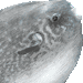 マンボウのアイコン