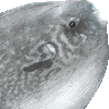 まんぼうのあいこん
