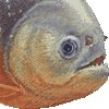 ピラニア・ピラヤ・あいこん