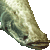 Arapaima, Pirarucu, Paiche thumbnail