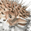 ハリセンボン・あいこん