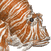 ハナミノカサゴ・あいこん