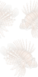 花蓑笠子の壁紙／条件付きフリー画像