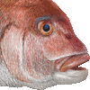 まだいのあいこん